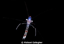 Freestyle shrimp, night dive, Milne Bay, PNG by Michael Gallagher 